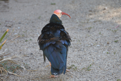 World of Birds Wildlife Sanctuary.